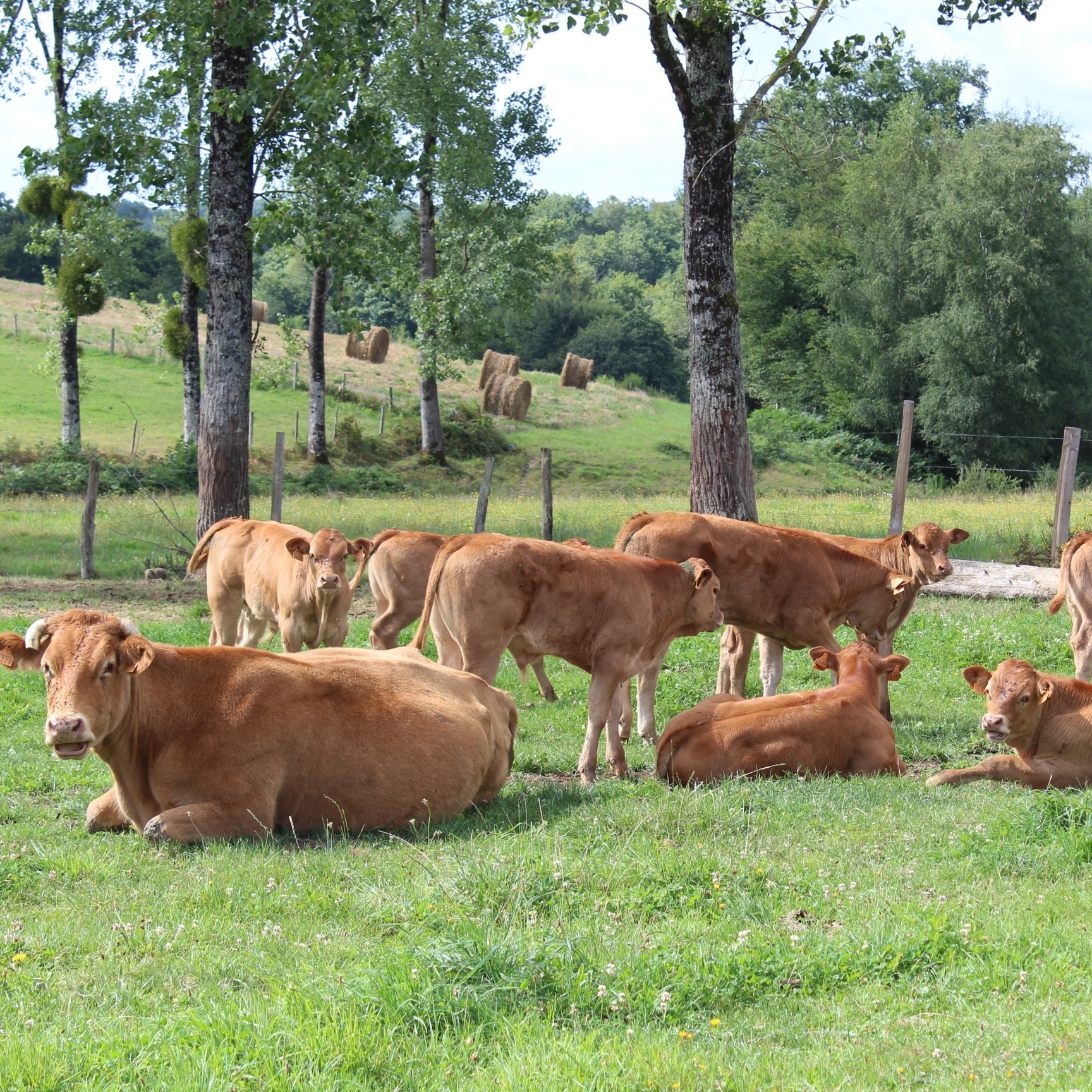 Famille JOUSSELY